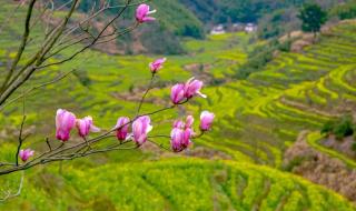 观赏油菜花最佳时间和地点